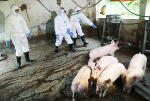3 million pigs were destroyed because of African cholera infection in Vietnam; 4 months after the first outbreak discovered in Hung Yen, it has spread to 60 provinces & cities
