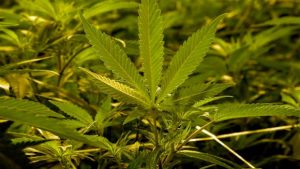 Illinois set to expunge nearly 800,000 marijuana convictions