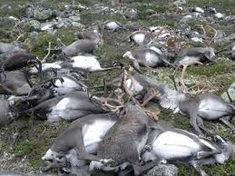 Over 200 dead reindeer found on Norway’s Arctic Svalbard; Norwegian Polar Institute Says They Have Never Seen This so Big