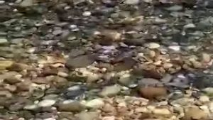 Mella River: hundreds of dead fish between Onzato and Castel Mella, Italy