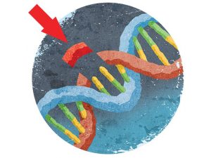 Doctors altered a person’s genes with CRISPR for the first time in the U.S. Here’s what could be next