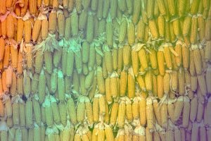 Corn Crop Problems Could Lead to Higher Prices