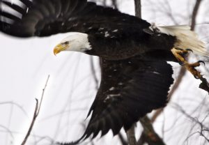 Politics Trump overhauls endangered species protections
