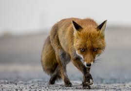 Biblical Prophecy Fulfilled? Foxes Play on Temple Mount in Jerusalem