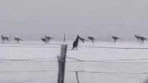 Kangaroos frolic in the snow after freezing conditions blanket Australia in powder