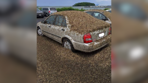 Swarms of mayflies emerge along Missouri River