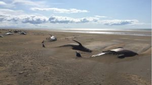 What is spooking the whales? Scientists are mystified as another 20 pilot whales died just 2 weeks after another 60 died along the same coast of Iceland