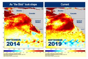 A new marine heatwave has emerged off the West Coast, & NOAA Fisheries researchers are monitoring it for effects on the ecosystem