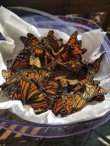 Thousands of dead monarch butterflies on Kent Island have residents wondering why and how