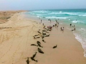 More than 130 Melon-Headed Whales Die in Mystery Beach Stranding in Cape Verde