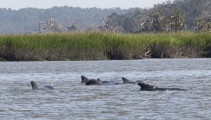 Dozens of Whales Beach Themselves near Savannah, Georgia: 15 Dead