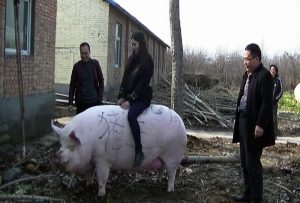 China Is Breeding Giant Pigs the Size of Polar Bears