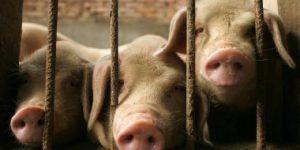 China’s pork prices surged 69.3% in September from a year ago