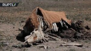 Worst drought in 60 years kills at least 106 000 farm animals in Chile