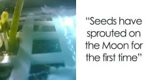 China’s Yutu-2 Lander Grows Cotton On The Moon; A Biological First