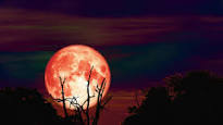See the Full Hunter’s Moon Shine Bright Tonight