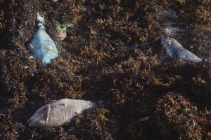 Scientists: Red tide is back in Florida’s southwest coast