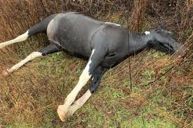 6 more horses found shot and killed at Kentucky strip mining site, totaling 21 horses so far- Reward issued for shooter