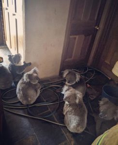 Australian Bushfires: How to Help Firefighters, Evacuees and Animals