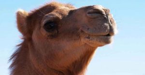 Up To 10,000 Camels Will Be Shot, Killed During Major Australian Drought