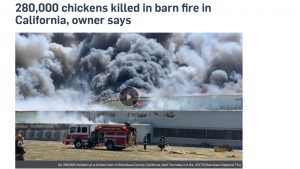 280,000 chickens killed in barn fire in California, owner says