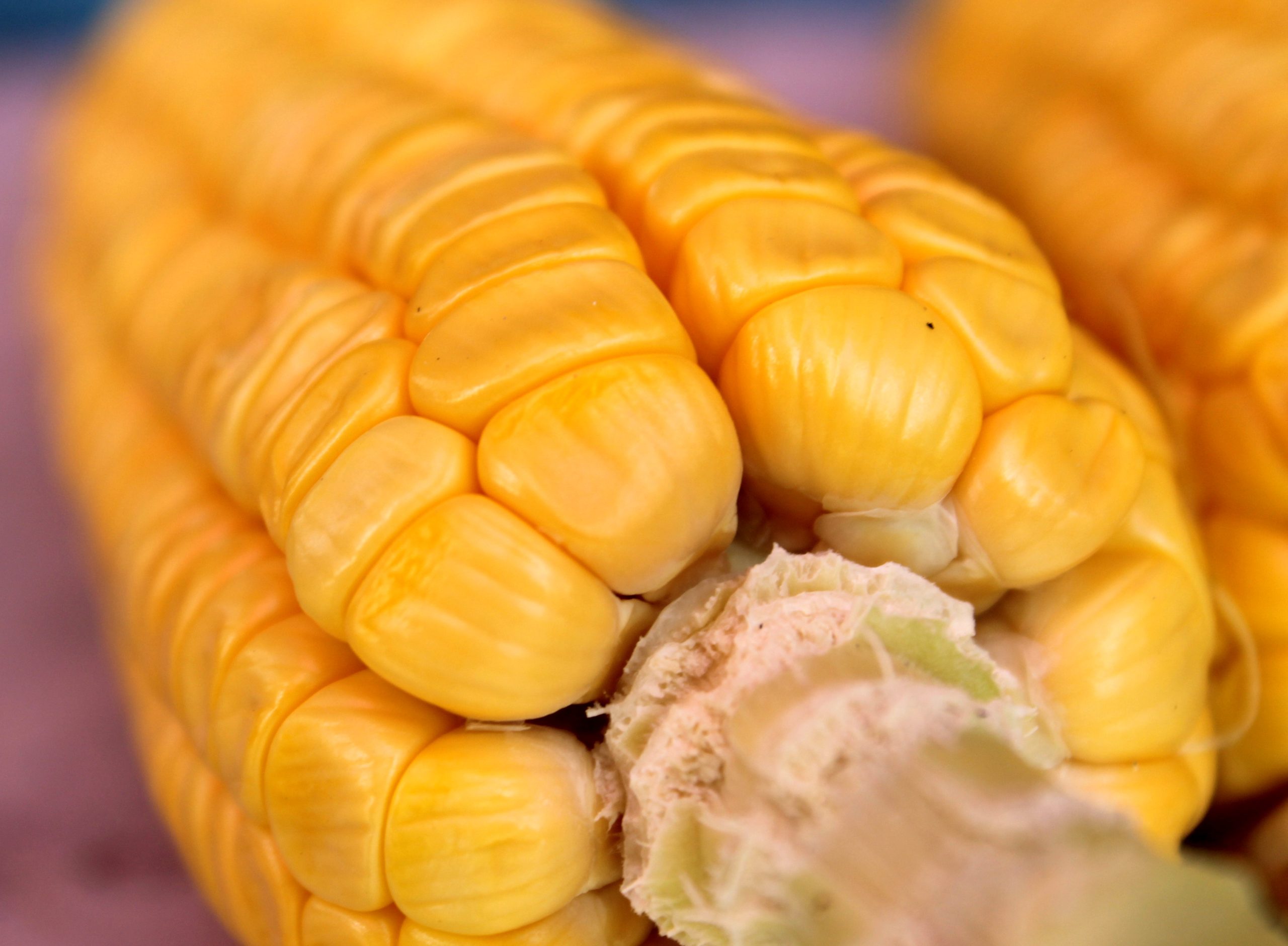 MEGADROUGHT: U.S. corn yields at DISMAL levels compared to 2008