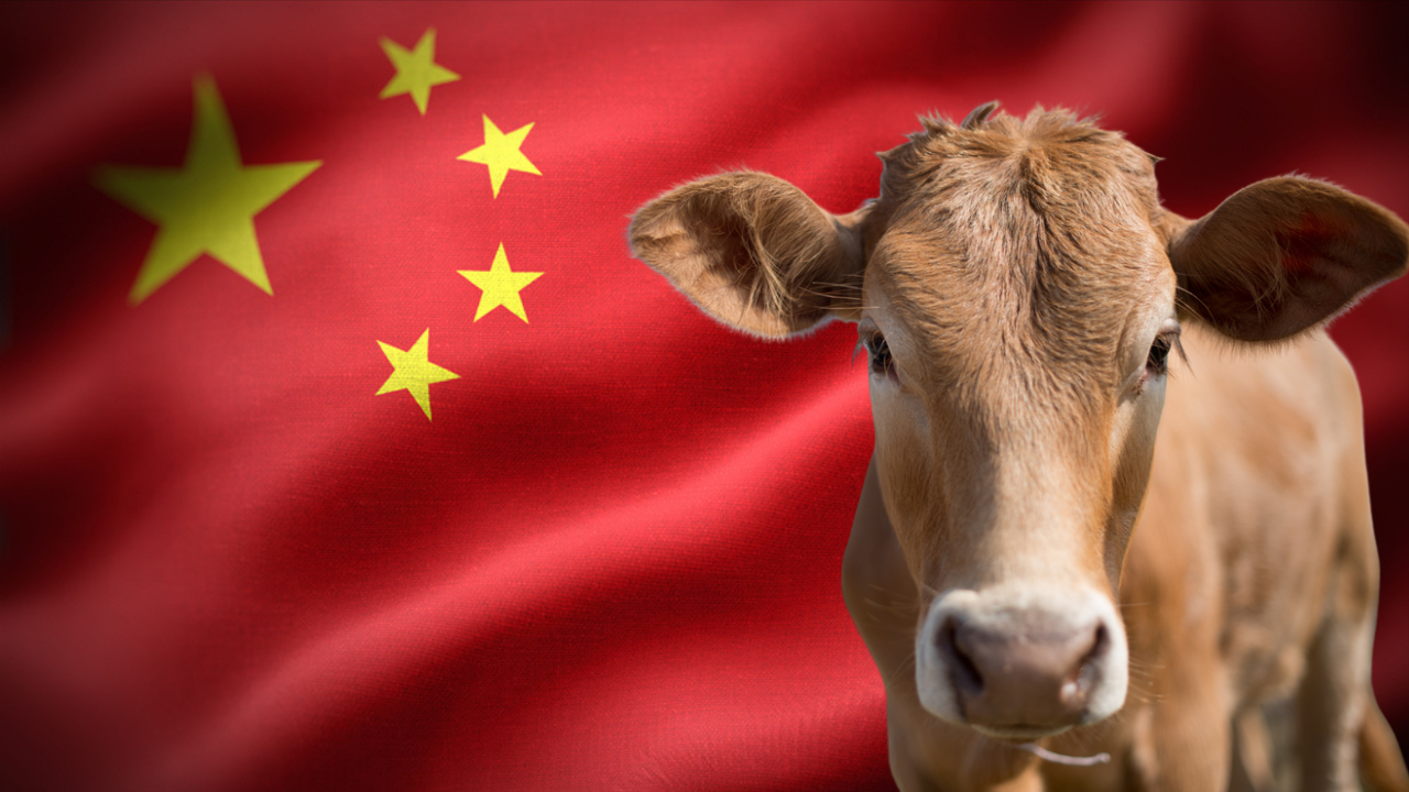 China claims it has cloned three mutant SUPER COWS capable of pumping out 300 tons of milk & plans a herd of 1,000