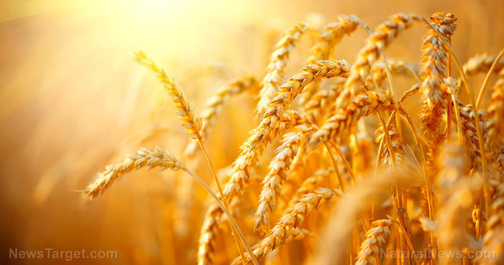 EVIL: Brazil approves planting of genetically modified wheat