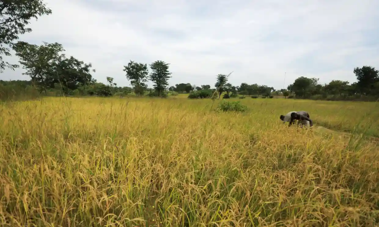 Evil In Africa: Gunmen kill at least 46 people in attack on rural village in Nigeria