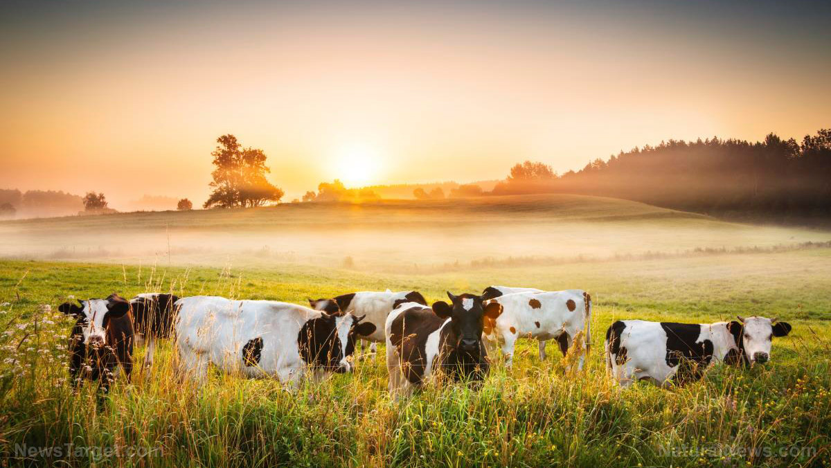 Strange Cattle Mutilations: Cows with tongues removed found in Texas