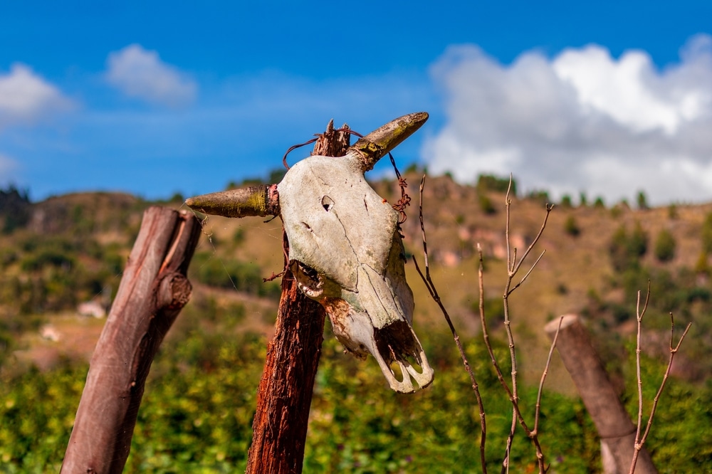 Six cattle in Texas die from unexplained deaths with their tongues removed with precision producing no blood