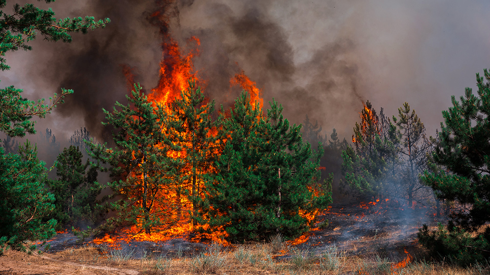 LAND GRAB: Hawaii government to confiscate lands burned by deadly Maui wildfires