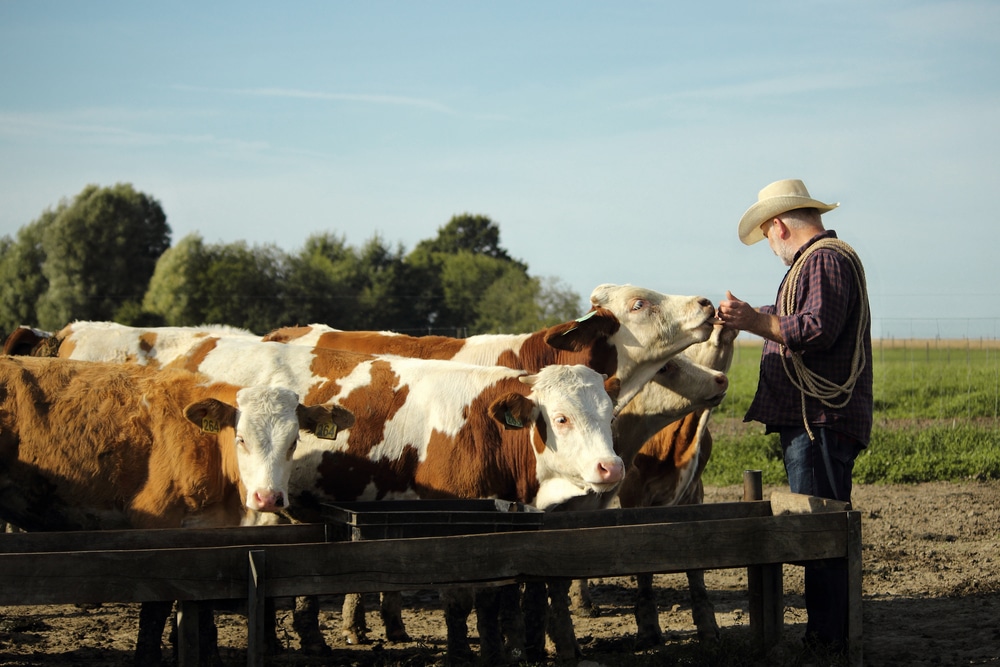Ranchers are warning that the worst collapse in cattle production will make meat prices double this Winter