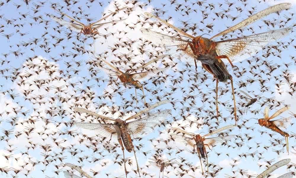 BIBLICAL SIGNS: Swarm of locusts fill the skies of Mexico; Residents fear the end of the World