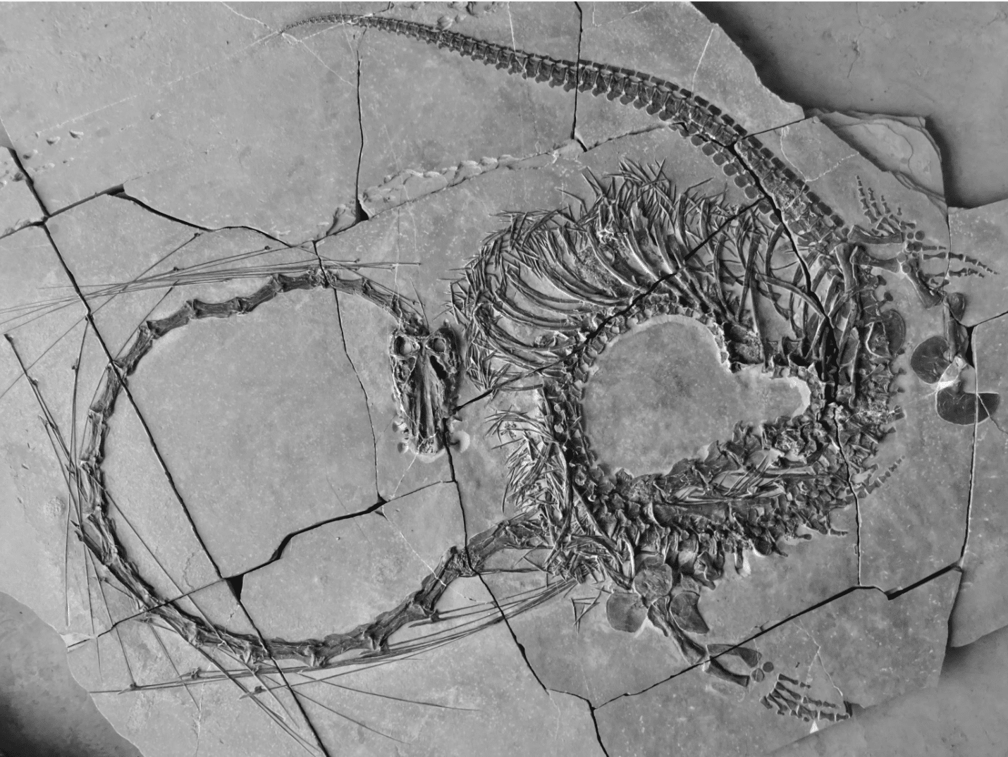 Dragon: Scientists discover ‘very strange’ 240-million-year-old ‘Chinese dragon’ fossil