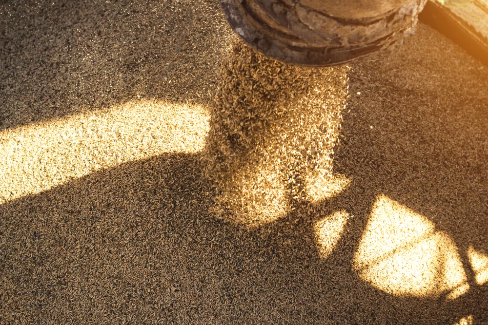 China has never canceled this many shipments of US wheat