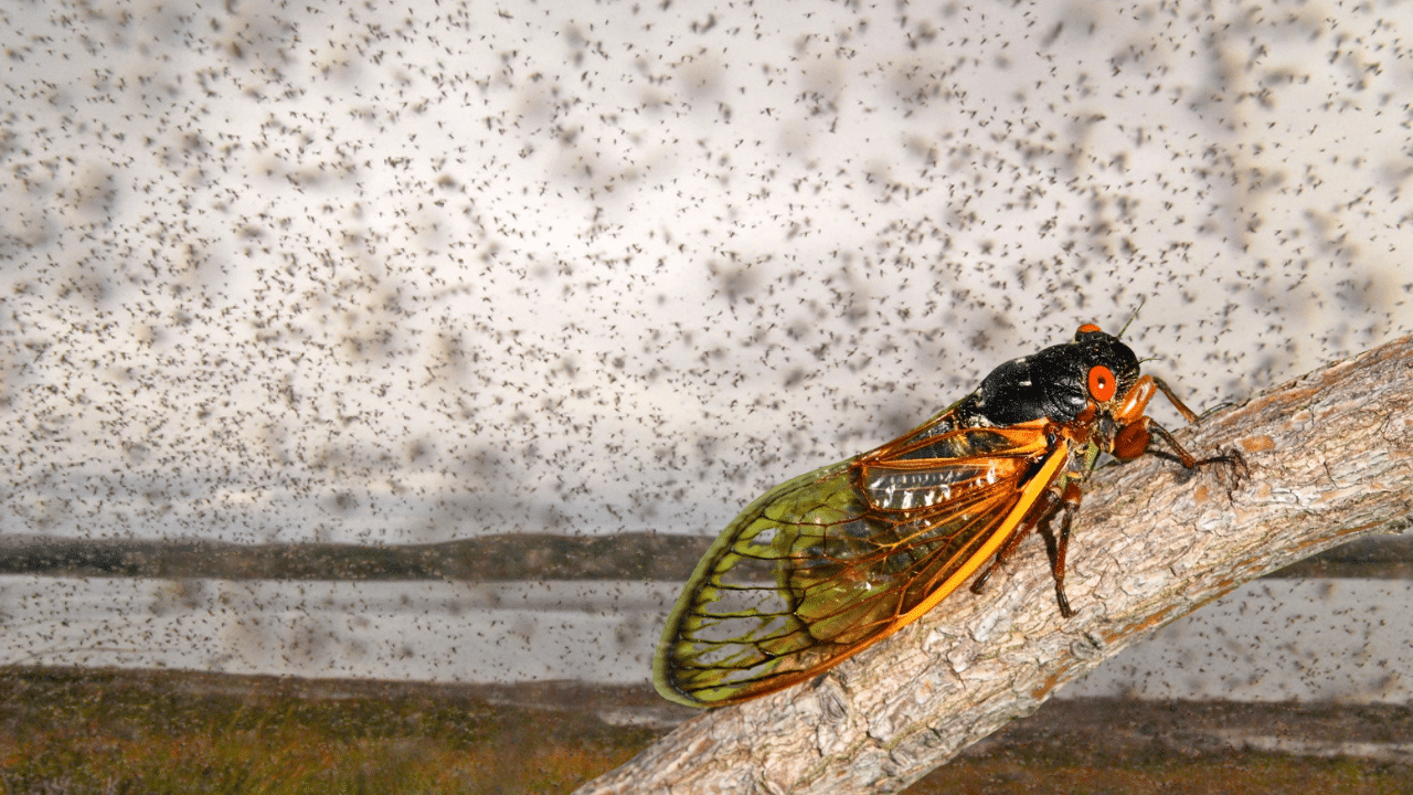 Trillions of cicadas set to invade Eastern US for the first time since Founding Fathers