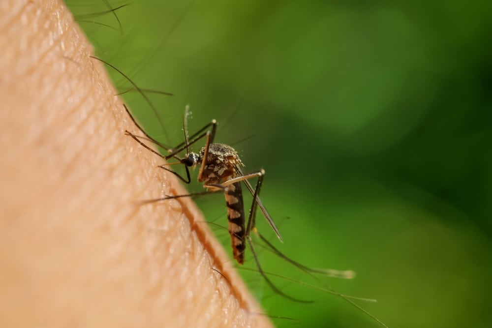 Pestilence: Cases of dengue fever in America have surpassed record