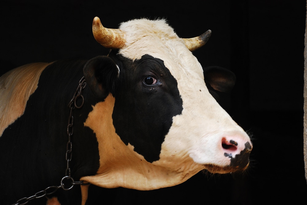 Denmark to introduce World’s first emissions tax on agriculture requiring farmers to pay for greenhouse gases released by their cows, sheep and pigs