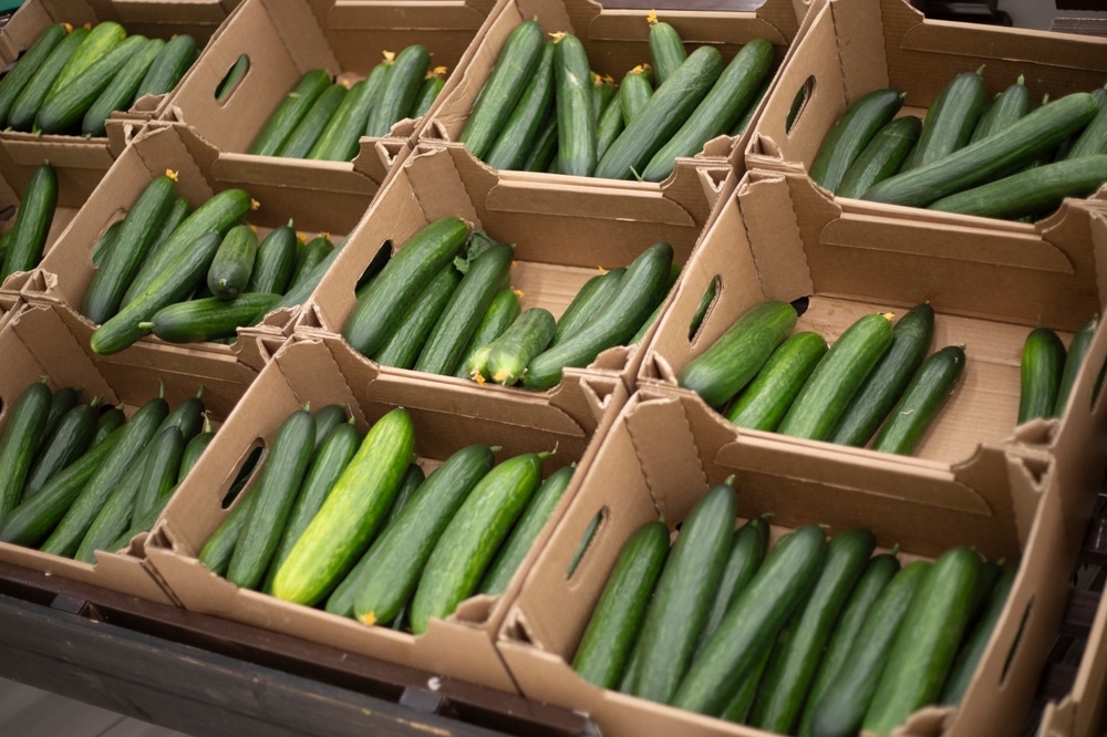 Food Fear: DEVELOPING: Over 449 people have been sickened by cucumbers tainted with Salmonella bacteria