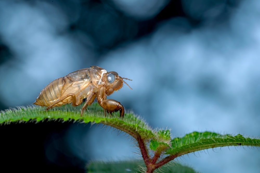 US city overrun by mites after ‘biblical emergence’ sees some areas quarantined