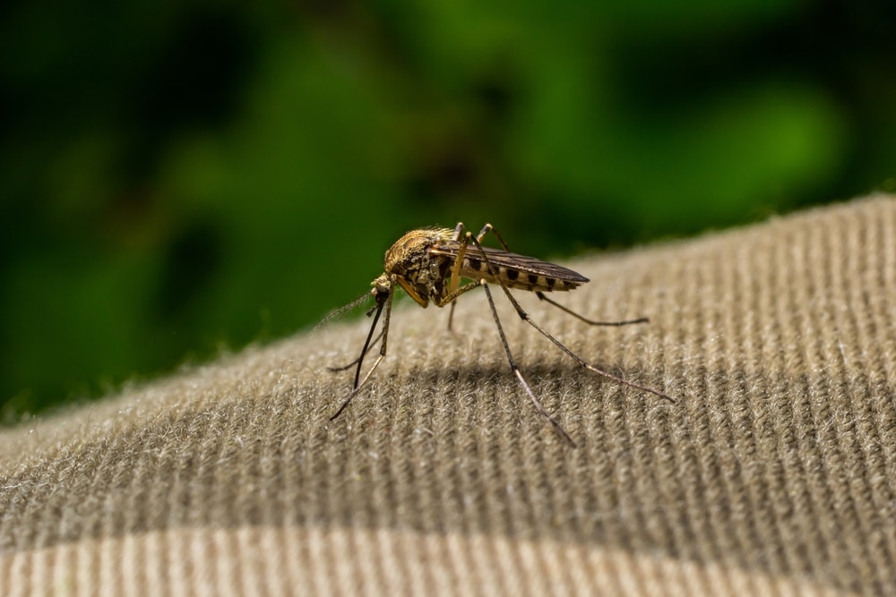 Discomfit: New England prepares for mosquitos bearing deadly infections