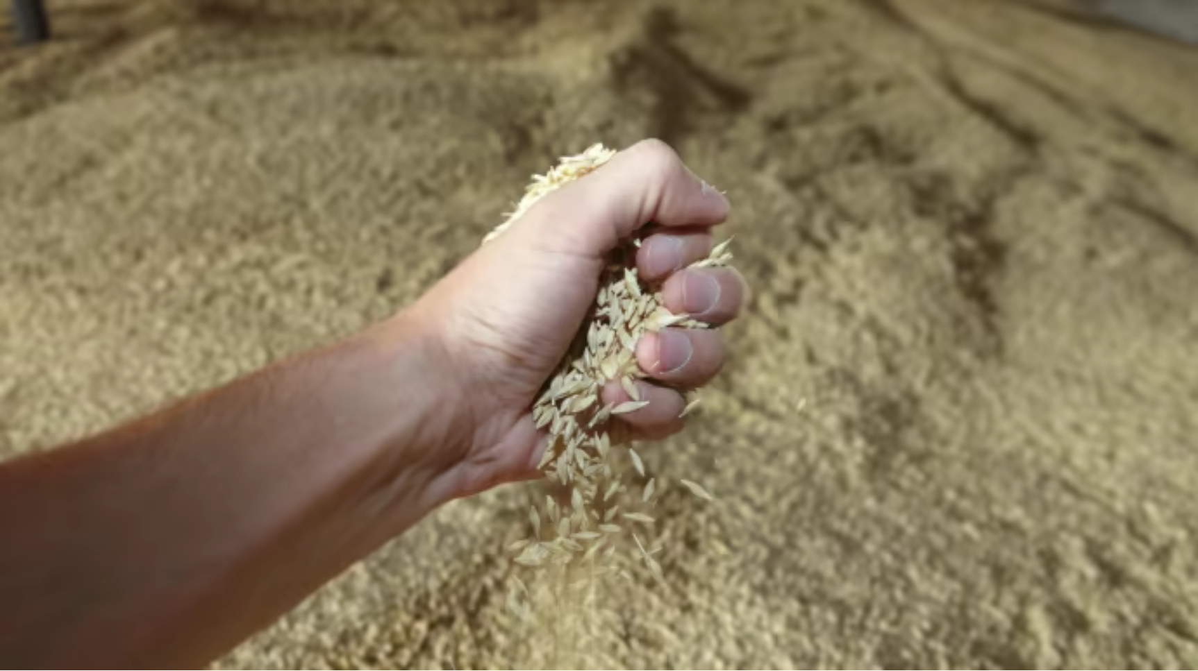 Russian grain exports set to plunge to “Soviet levels” in 2025 – Moscow Times