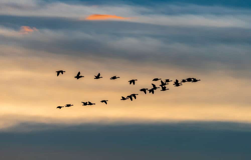 Experts warn that increased temps are throwing animal patterns into chaos