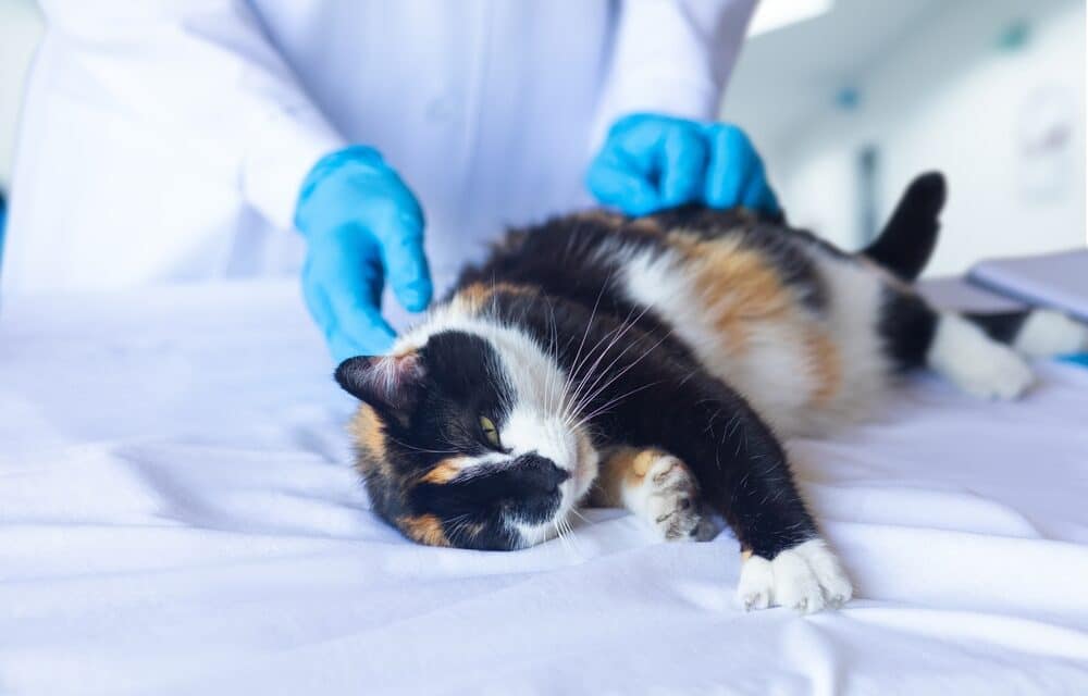 Cats in Oregon euthanized after testing positive for bird flu linked to raw pet food