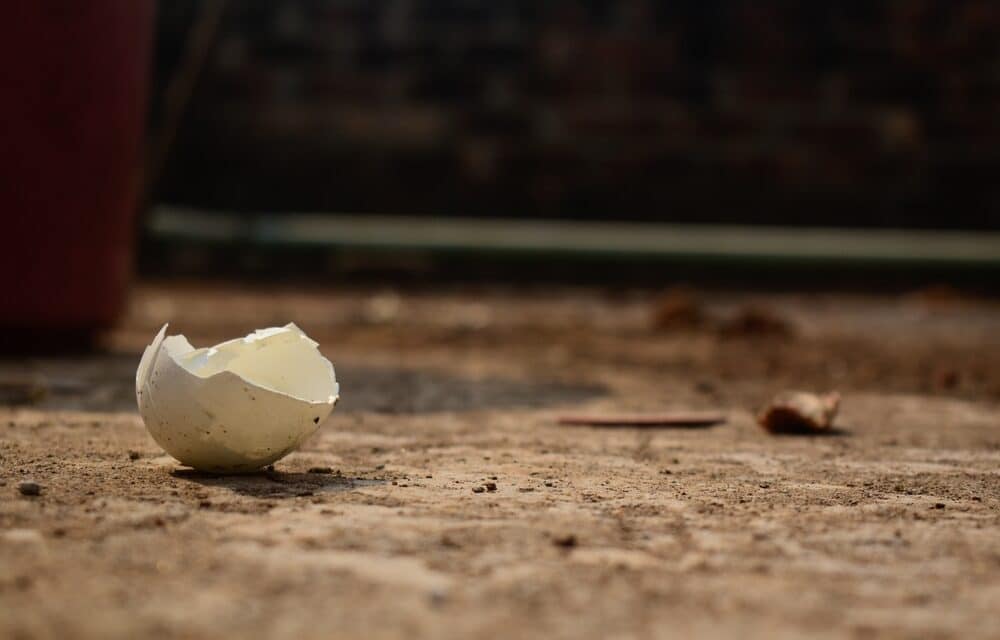 Another 500 plus eggs have been stolen in what may be a new trend