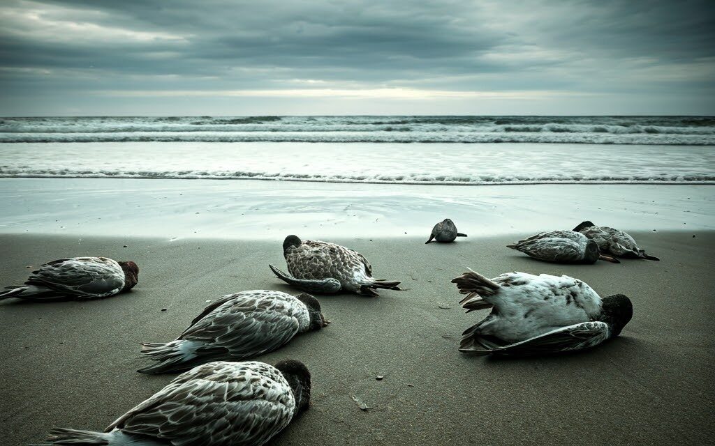 Dead birds wash up along Chicago’s shoreline as avian flu spreads