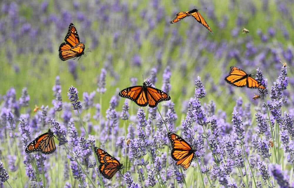 Butterflies are disappearing at a ‘catastrophic’ rate