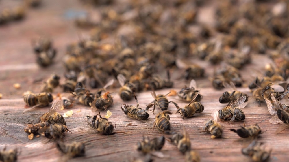 Millions of bees have died this year in what may be worst bee loss in recorded history