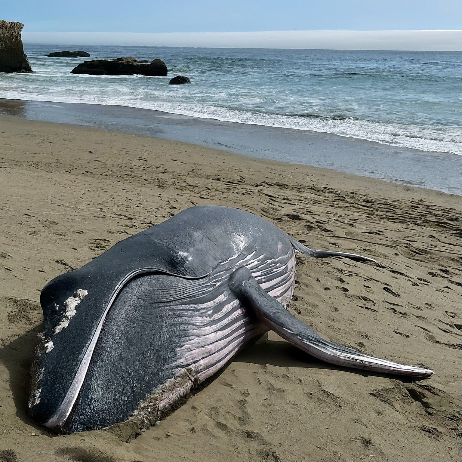Another dead whale washes ashore in Southern California leaving experts concerned
